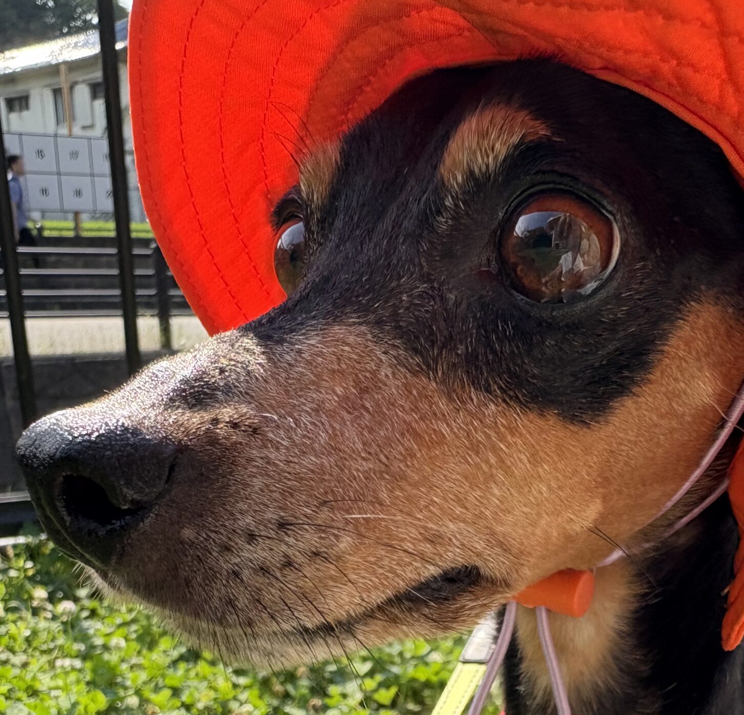 モモちゃん | こころみたす ペット思い出セレモニー