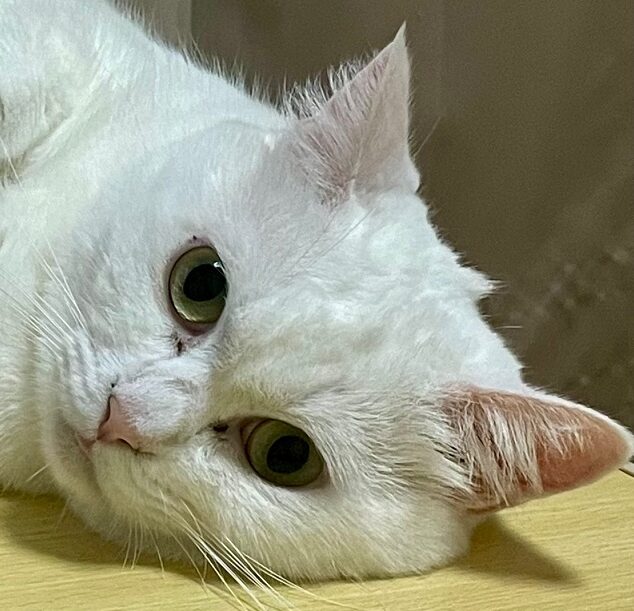 こころみたすペット思い出セレモニーにて葬儀したペットちゃん | ロネちゃん