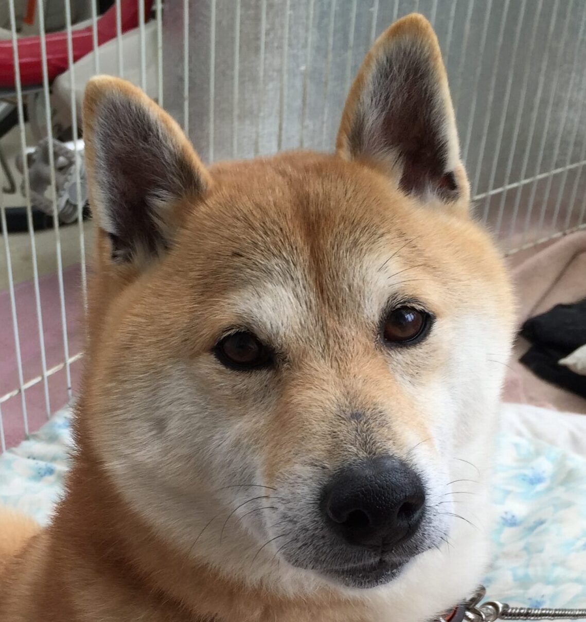 こころみたすペット思い出セレモニーにて葬儀したペットちゃん | ジョンくん