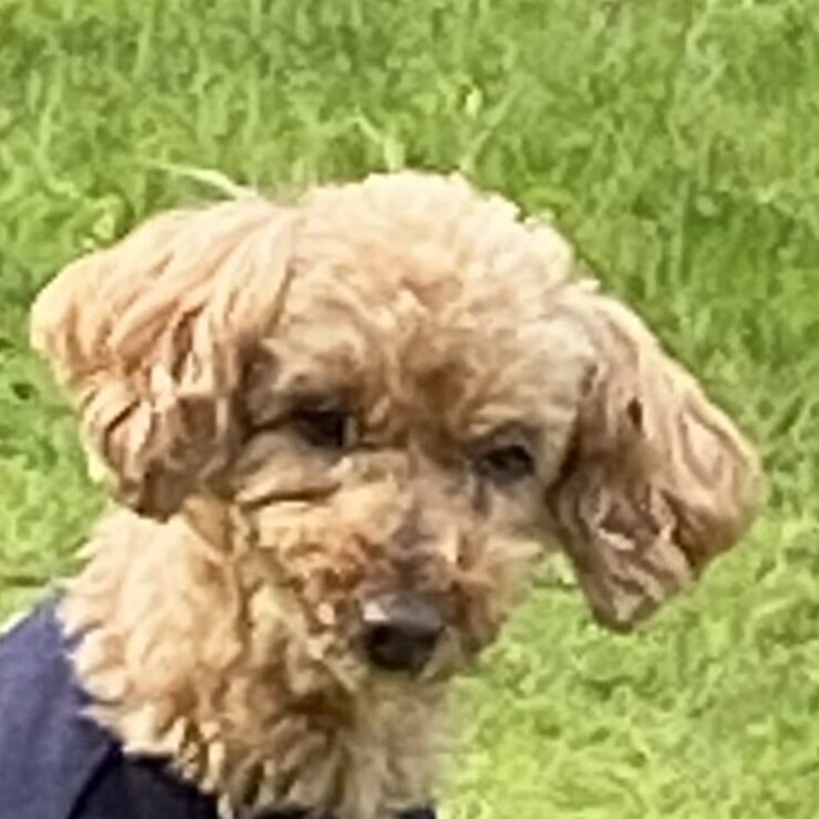 こころみたすペット思い出セレモニーにて葬儀したペットちゃん | ショコラくん