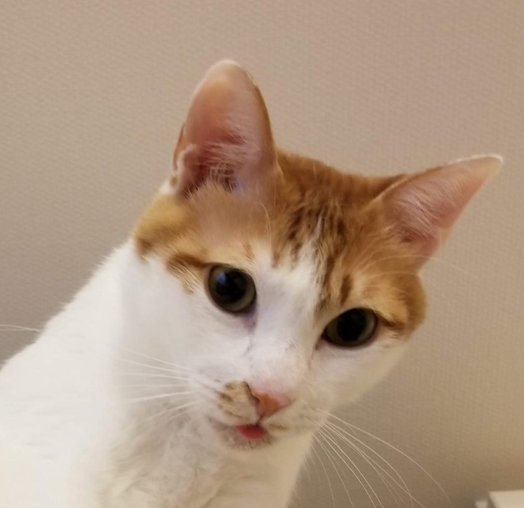 こころみたすペット思い出セレモニーにて葬儀したペットちゃん | チャゲくん