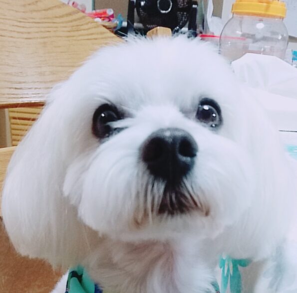 こころみたすペット思い出セレモニーにて葬儀したペットちゃん | パールくん