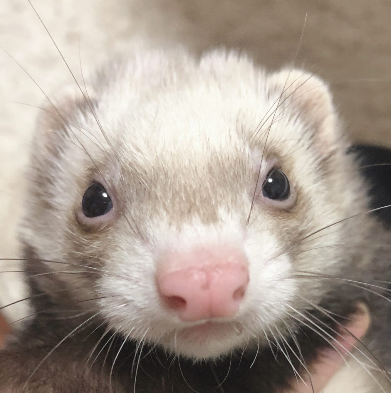 こころみたすペット思い出セレモニーにて葬儀したペットちゃん | ムギちゃん