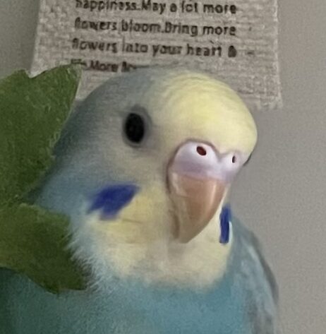 こころみたすペット思い出セレモニーにて葬儀したペットちゃん | みんとちゃん