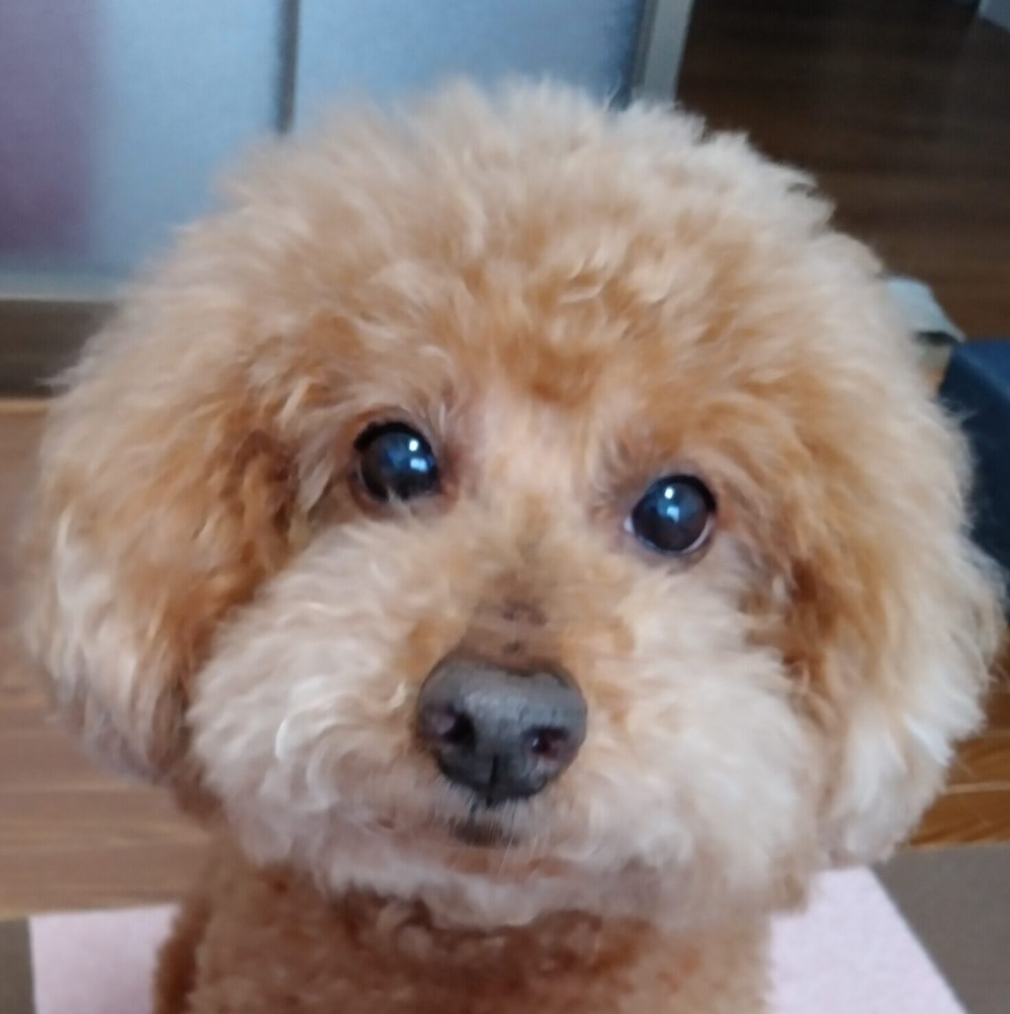 こころみたすペット思い出セレモニーにて葬儀したペットちゃん | 蓮くん