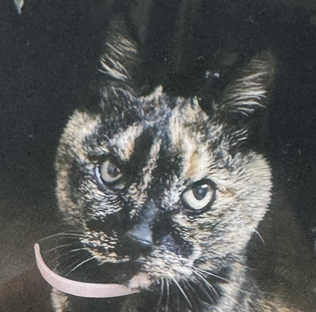 こころみたすペット思い出セレモニーにて葬儀したペットちゃん | ちびたちゃん