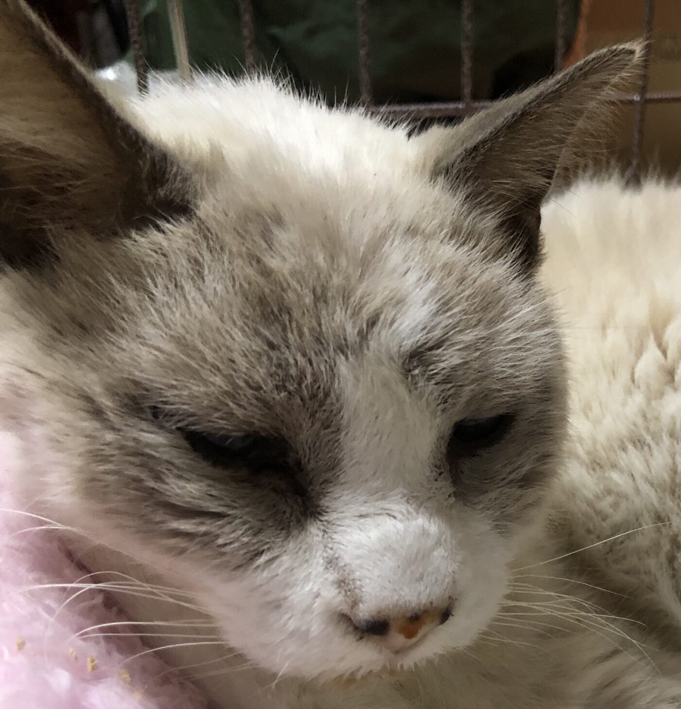 こころみたすペット思い出セレモニーにて葬儀したペットちゃん | マロンくん