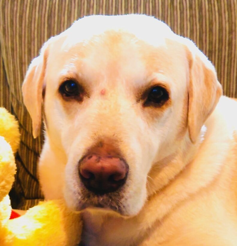 こころみたすペット思い出セレモニーにて葬儀したペットちゃん | クイールくん