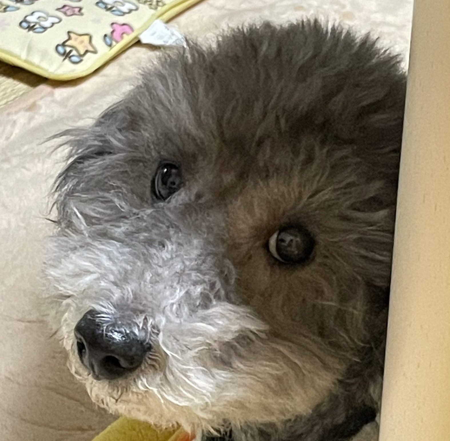 こころみたすペット思い出セレモニーにて葬儀したペットちゃん | ぷりんくん