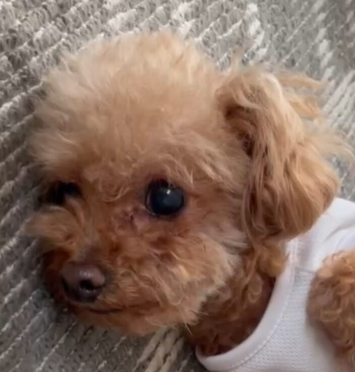 こころみたすペット思い出セレモニーにて葬儀したペットちゃん | アイクちゃん