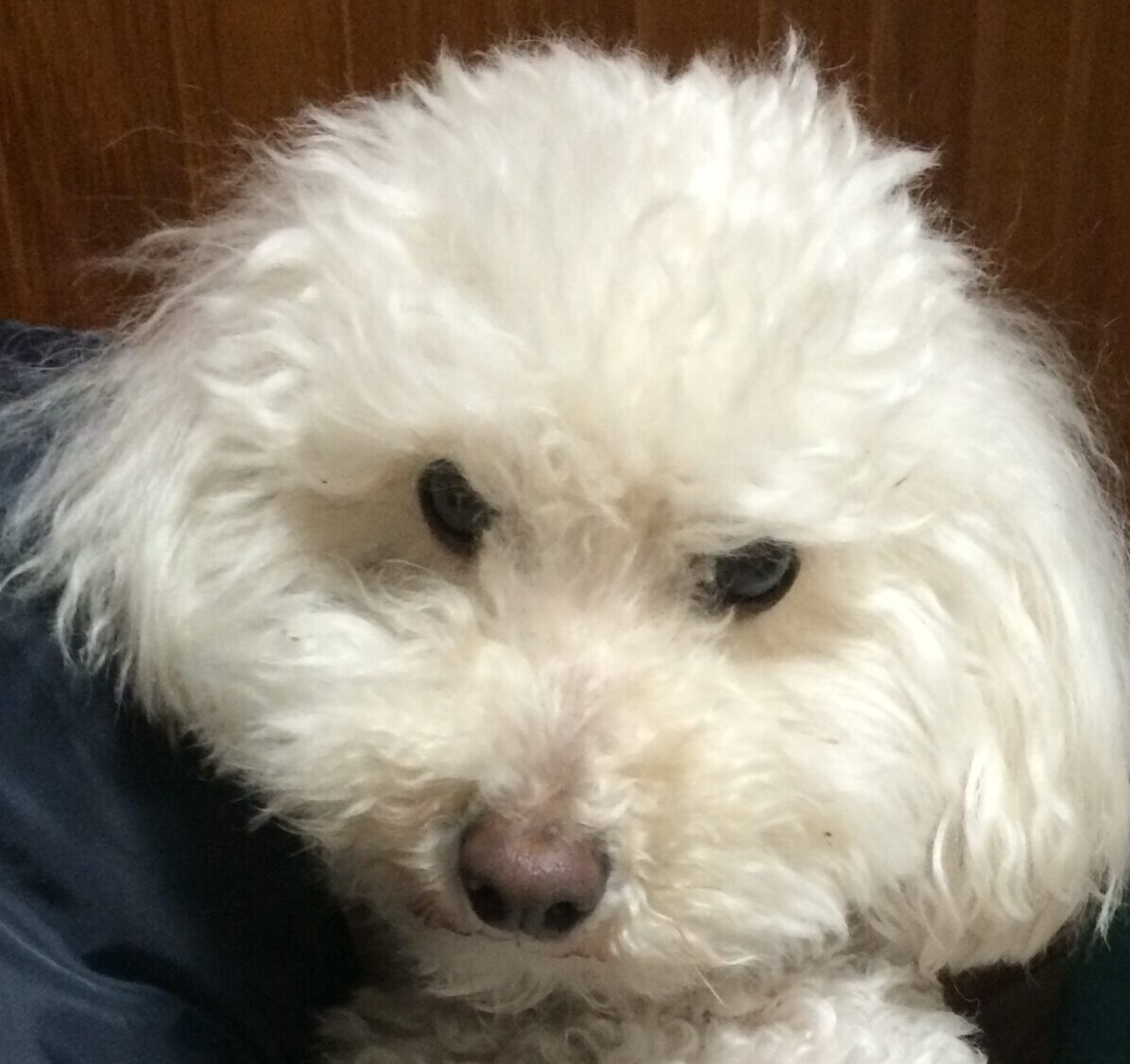 こころみたすペット思い出セレモニーにて葬儀したペットちゃん | ゆなちゃん