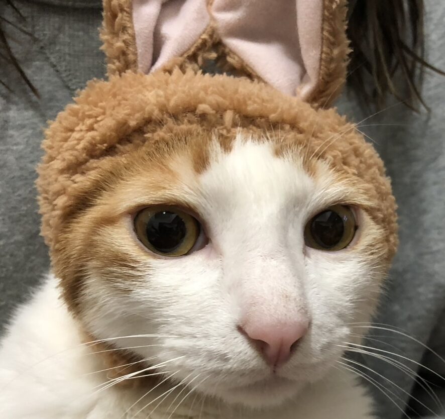 こころみたすペット思い出セレモニーにて葬儀したペットちゃん | こじろうくん