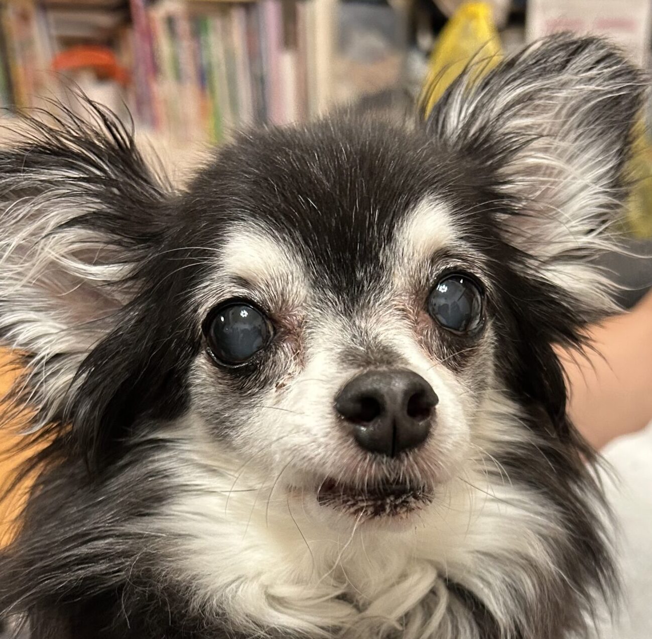 こころみたすペット思い出セレモニーにて葬儀したペットちゃん | あずきちゃん