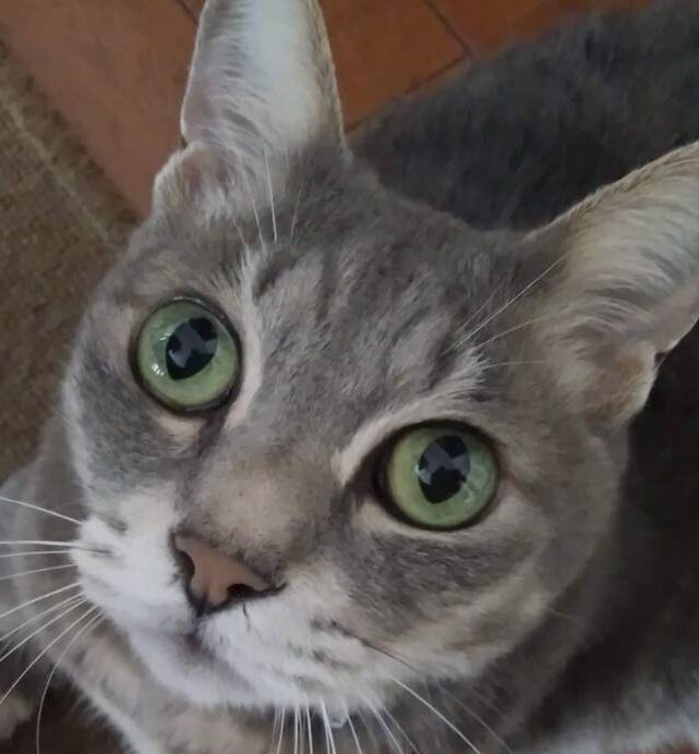 こころみたすペット思い出セレモニーにて葬儀したペットちゃん | たっくん