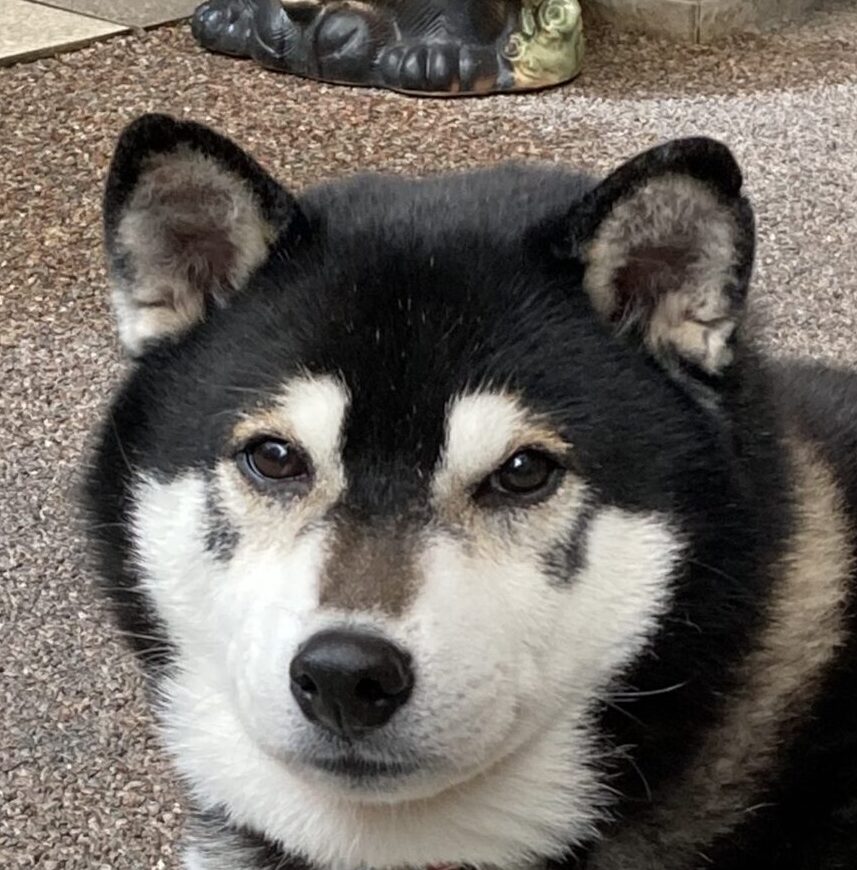 こころみたすペット思い出セレモニーにて葬儀したペットちゃん | マロくん