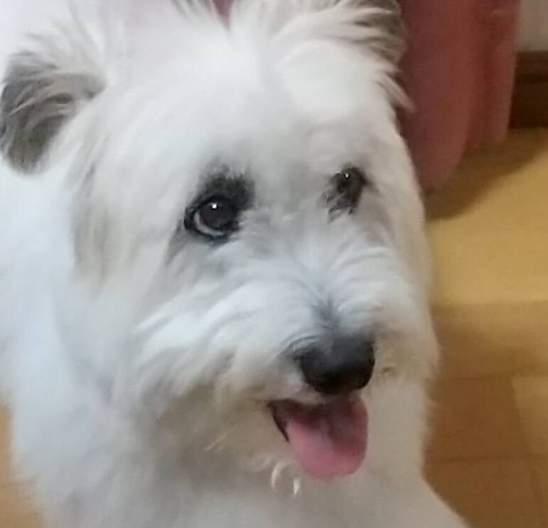 こころみたすペット思い出セレモニーにて葬儀したペットちゃん | いいの♪くん