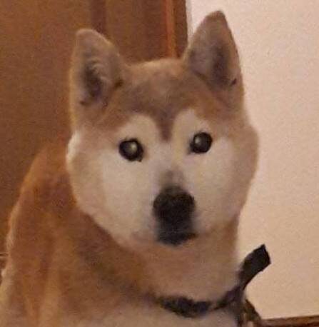 こころみたすペット思い出セレモニーにて葬儀したペットちゃん | ミルクちゃん