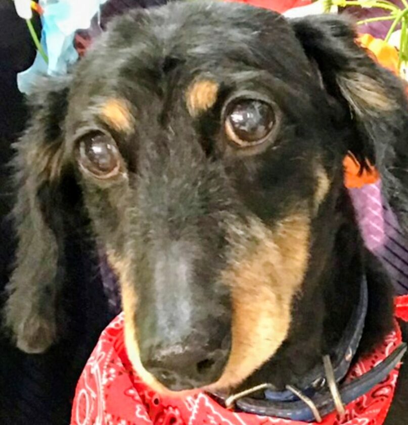 こころみたすペット思い出セレモニーにて葬儀したペットちゃん | 定春くん