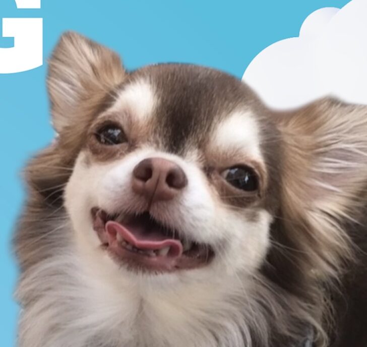 こころみたすペット思い出セレモニーにて葬儀したペットちゃん | きんぐくん