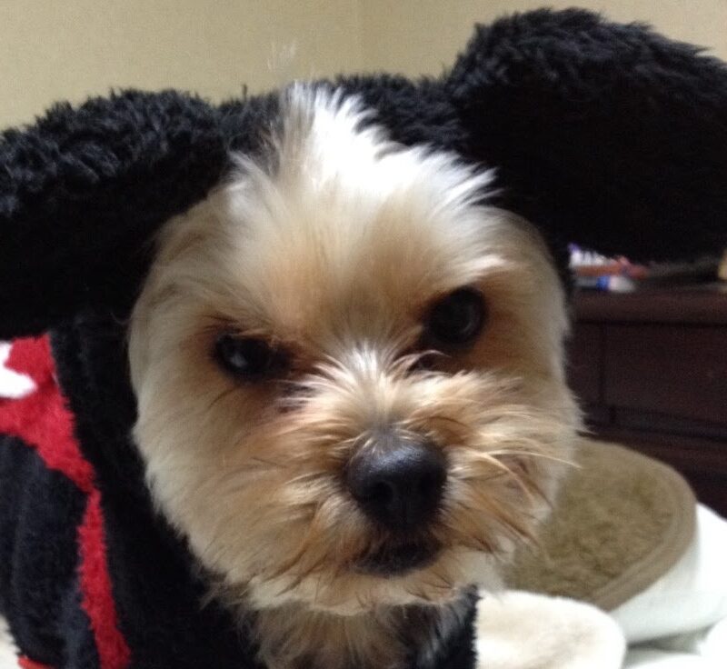 こころみたすペット思い出セレモニーにて葬儀したペットちゃん | そらくん