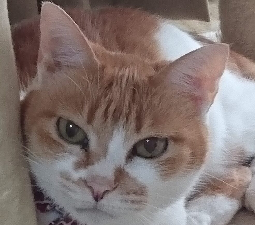 こころみたすペット思い出セレモニーにて葬儀したペットちゃん | シロちゃん