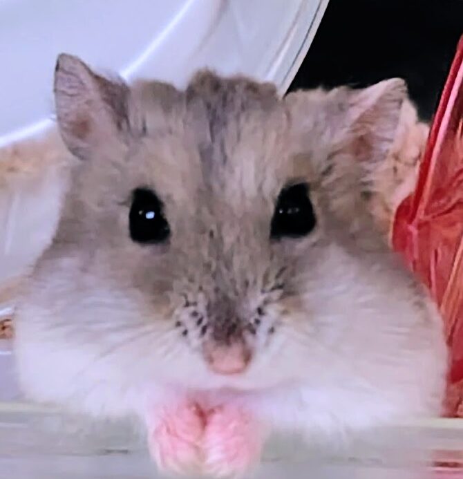 こころみたすペット思い出セレモニーにて葬儀したペットちゃん | まんじゅうちゃん