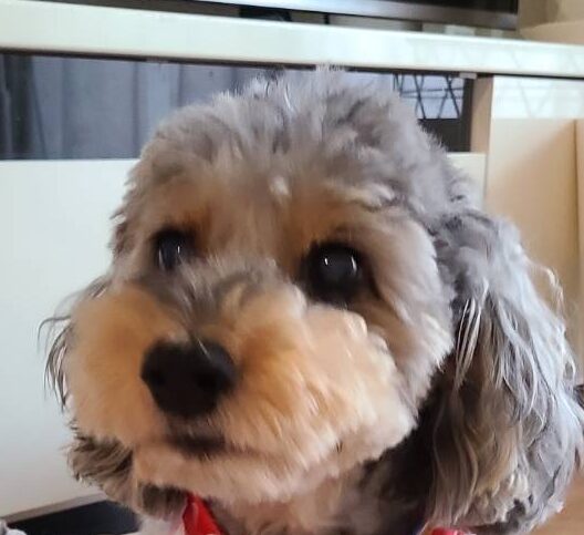 こころみたすペット思い出セレモニーにて葬儀したペットちゃん | くぅちゃん