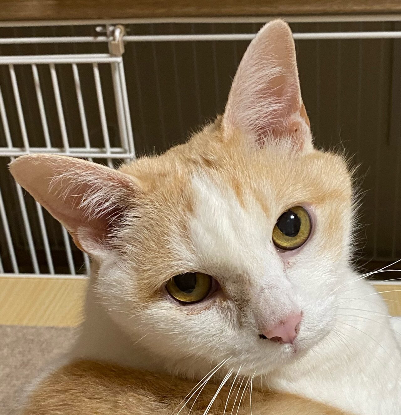 こころみたすペット思い出セレモニーにて葬儀したペットちゃん | チッチくん