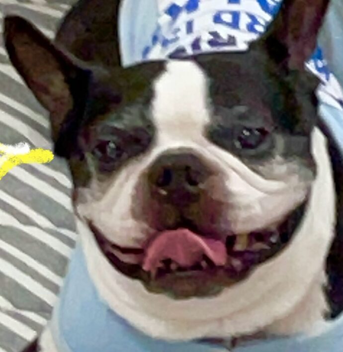 こころみたすペット思い出セレモニーにて葬儀したペットちゃん | てん太くん