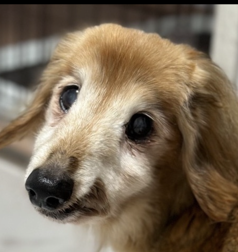 こころみたすペット思い出セレモニーにて葬儀したペットちゃん | チョコくん