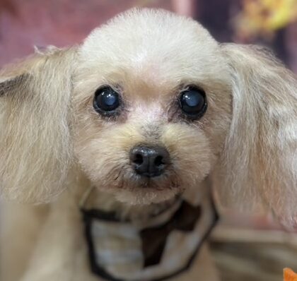 こころみたすペット思い出セレモニーにて葬儀したペットちゃん | ベティちゃん