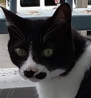 こころみたすペット思い出セレモニーにて葬儀したペットちゃん | ゴマくん