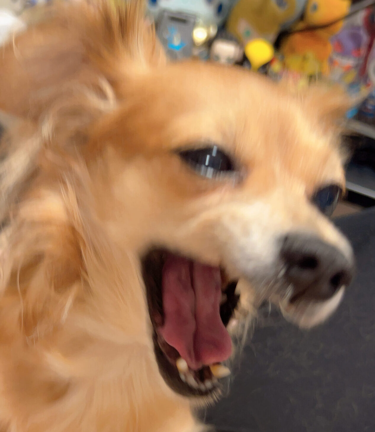 こころみたすペット思い出セレモニーにて葬儀したペットちゃん | エルちゃん