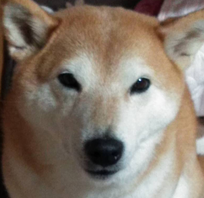 こころみたすペット思い出セレモニーにて葬儀したペットちゃん | ココちゃん