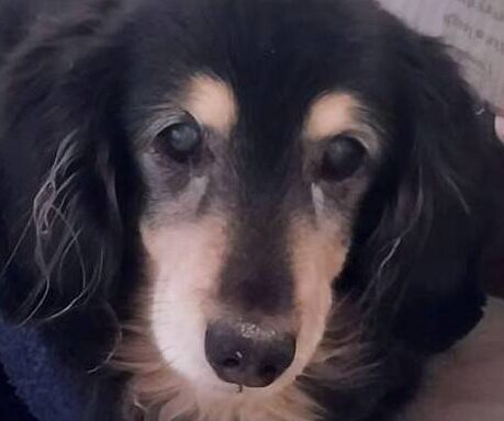 こころみたすペット思い出セレモニーにて葬儀したペットちゃん | クロくん