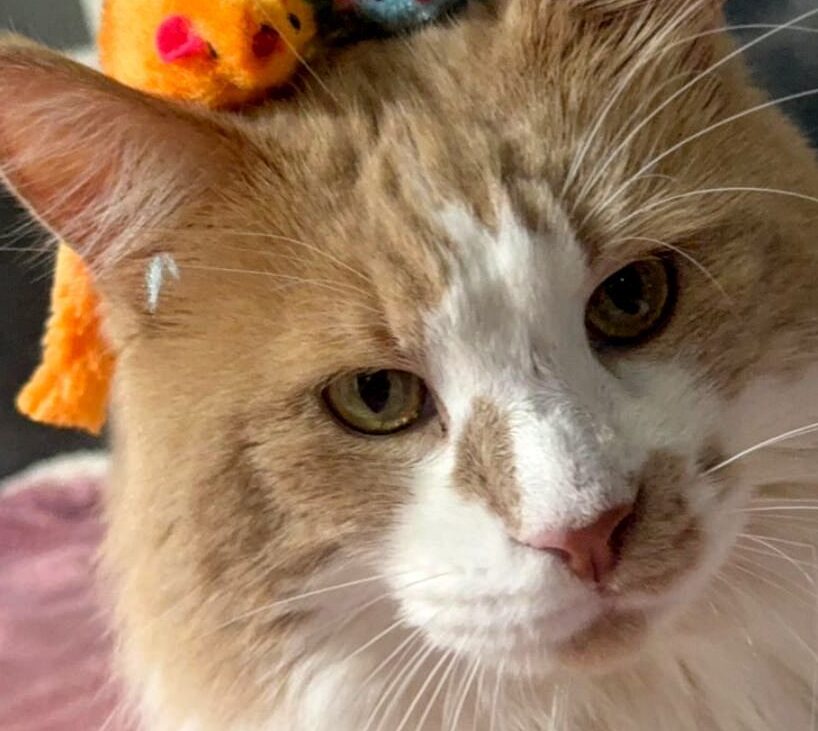 こころみたすペット思い出セレモニーにて葬儀したペットちゃん | ビビくん