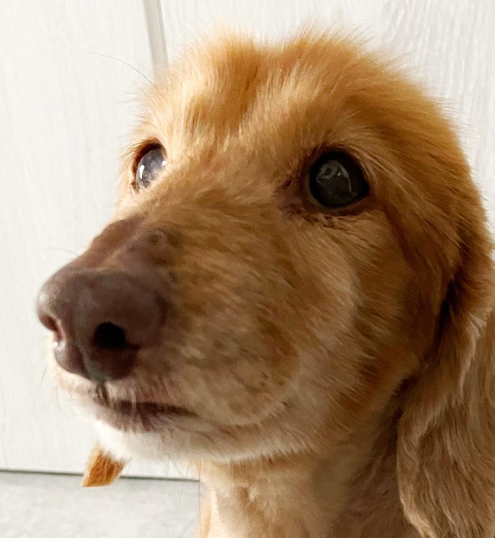 こころみたすペット思い出セレモニーにて葬儀したペットちゃん | cocoくん