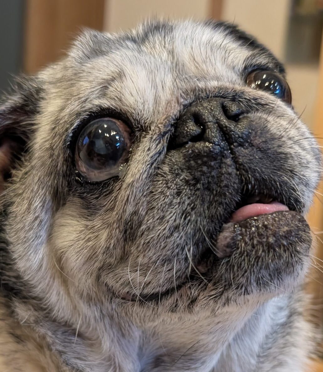 こころみたすペット思い出セレモニーにて葬儀したペットちゃん | ぷうちゃん