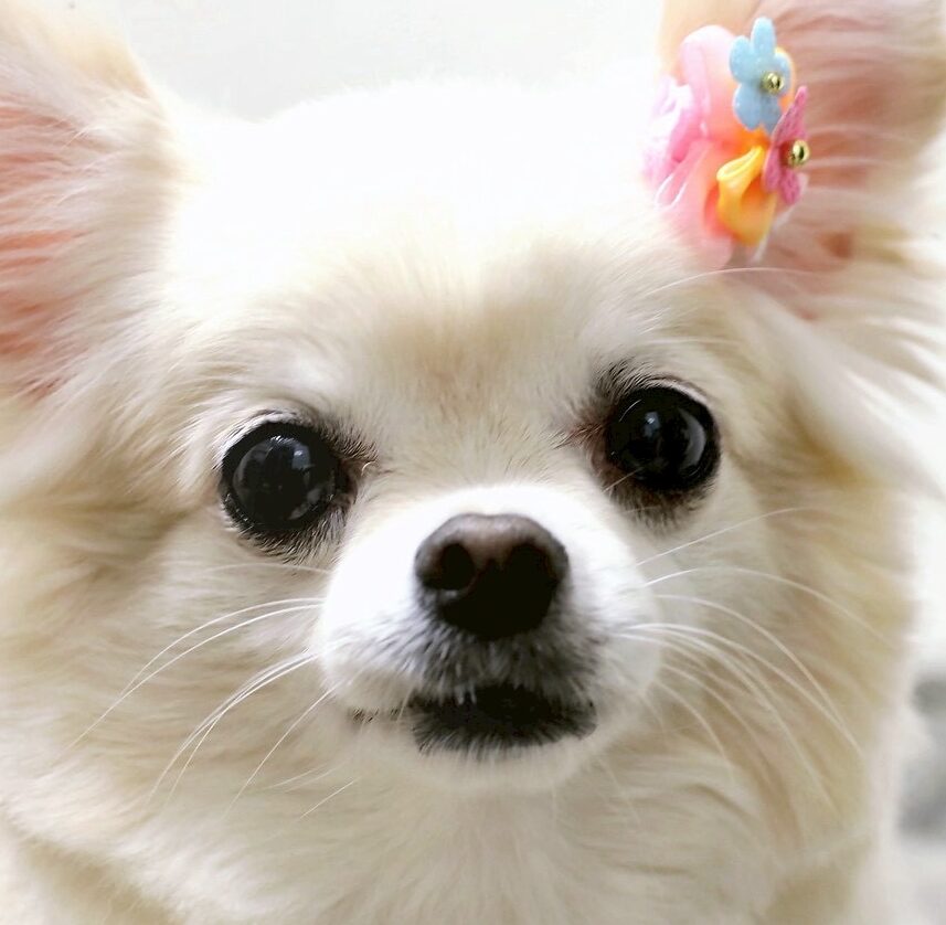 こころみたすペット思い出セレモニーにて葬儀したペットちゃん | みるくちゃん