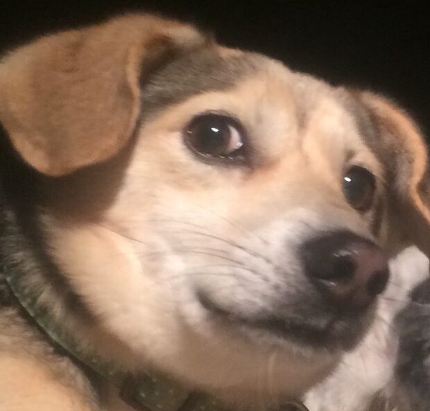 こころみたすペット思い出セレモニーにて葬儀したペットちゃん | ちょこくん