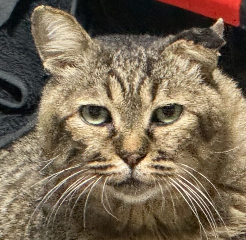 こころみたすペット思い出セレモニーにて葬儀したペットちゃん | フクくん