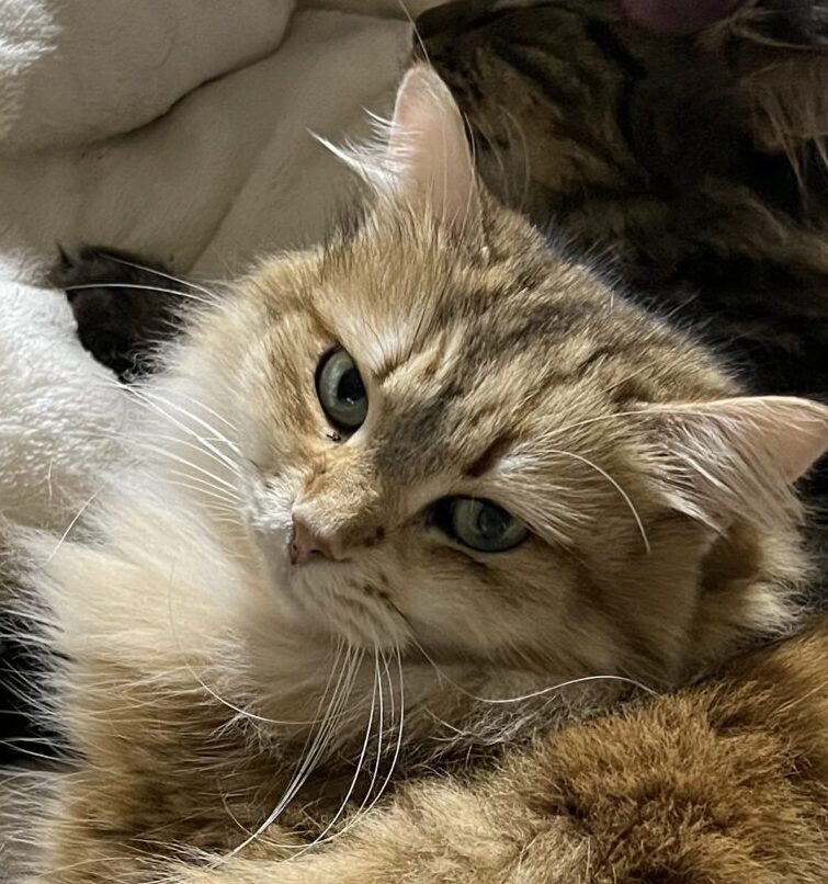 こころみたすペット思い出セレモニーにて葬儀したペットちゃん | まりあちゃん