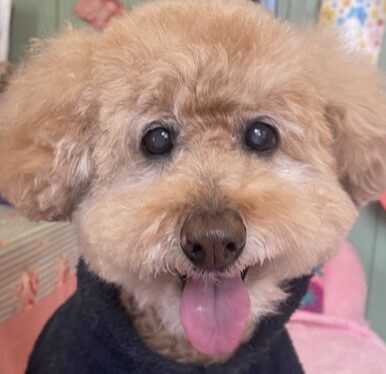 こころみたすペット思い出セレモニーにて葬儀したペットちゃん | ポン太くん