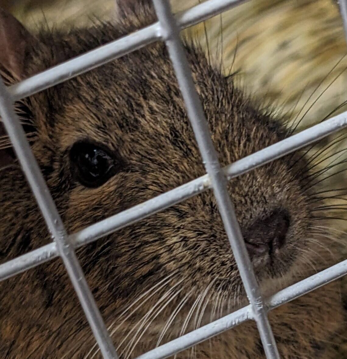 こころみたすペット思い出セレモニーにて葬儀したペットちゃん | 明子ちゃん