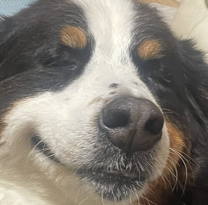 こころみたすペット思い出セレモニーにて葬儀したペットちゃん | ラブちゃん