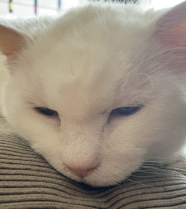 こころみたすペット思い出セレモニーにて葬儀したペットちゃん | マリーちゃん