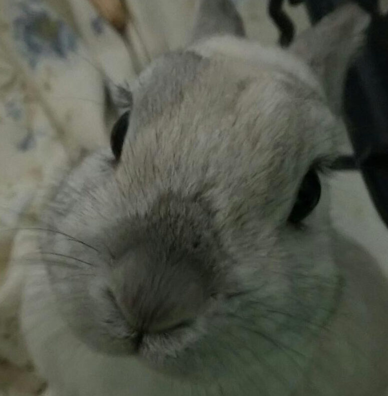 こころみたすペット思い出セレモニーにて葬儀したペットちゃん | レグくん