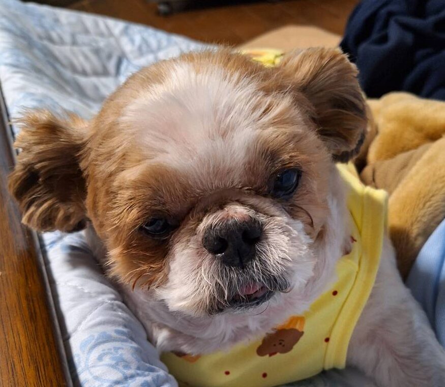 こころみたすペット思い出セレモニーにて葬儀したペットちゃん | キンタくん