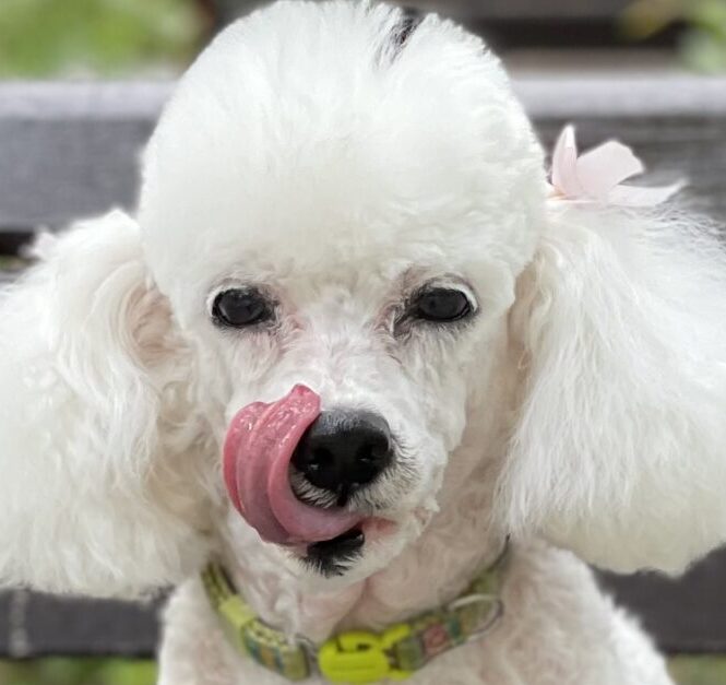 こころみたすペット思い出セレモニーにて葬儀したペットちゃん | リリちゃん