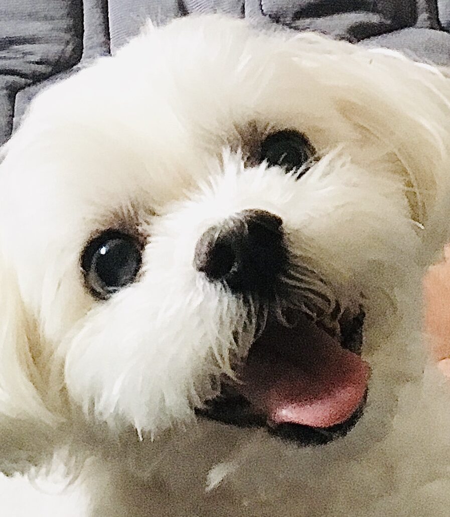 こころみたすペット思い出セレモニーにて葬儀したペットちゃん | ひびきくん